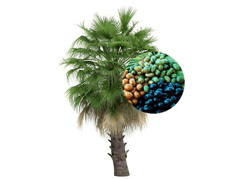 Prostamin Forte enthält Palmfrüchte